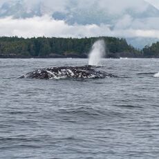 Gray Whale (Eschrichtius robustes), Clayoquot Sound, British Columbia, Canada