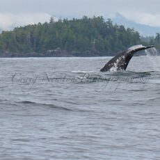 Gray Whale (Eschrichtius robustes), Clayoquot Sound, British Columbia, Canada