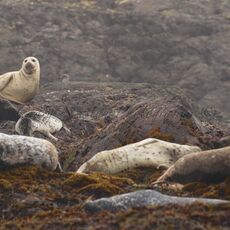 Harbour Seals (Phoca vitulina), Clayoquot Sound, British Columbia, Canada