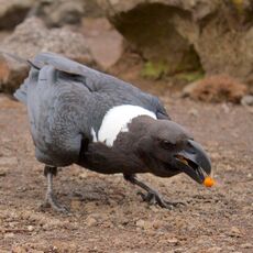 White-necked Raven (Corvus albicollis), Mount Kilimanjaro, Tanzania