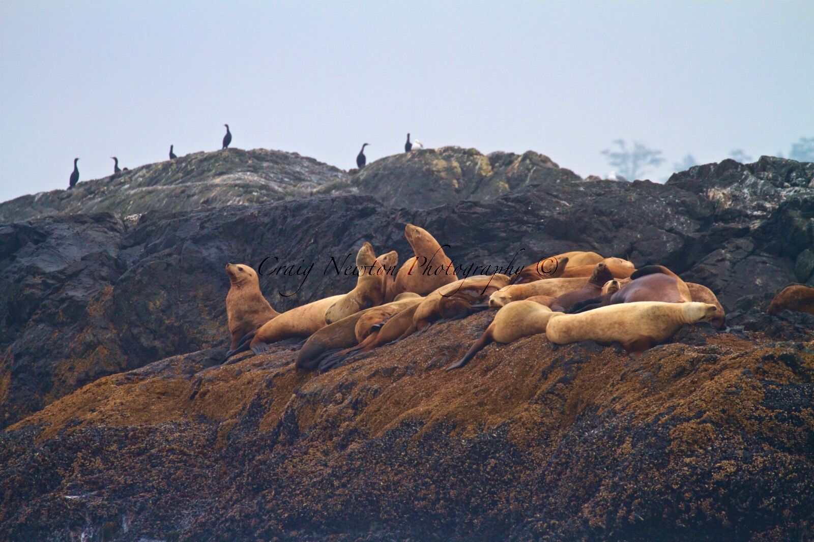 Steller Sea Lion (Eumetopias jubatus), Clayoquot Sound, British Columbia, Canada
