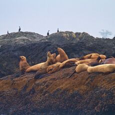 Steller Sea Lion (Eumetopias jubatus), Clayoquot Sound, British Columbia, Canada