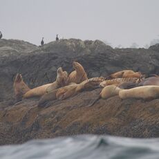Steller Sea Lions (Eumetopias jubatus), Clayoquot Sound, British Columbia, Canada