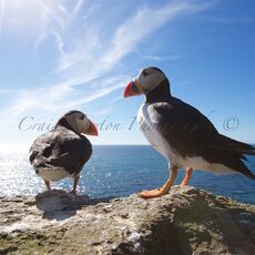 Atlantic Puffins (Fratercula arctica), Lunga, Treshnish Isles, Scotland