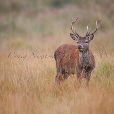 Red Deer (Cervus elapses), Cheshire, England