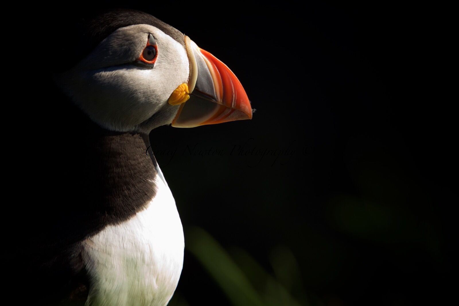 Atlantic Puffin (Fratercula arctica), Lunga, Scotland