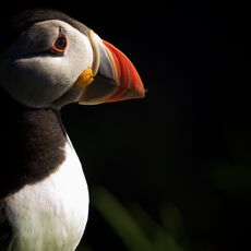 Atlantic Puffin (Fratercula arctica), Lunga, Scotland