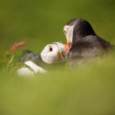 Atlantic Puffins (Fratercula arctica), Lunga, Treshnish Isles, Scotland