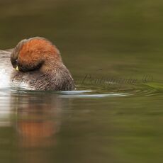 Little Grebe (Tachybaptus ruficollis), Derbyshire, England