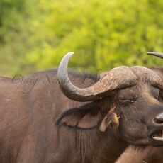 Cape Buffalo (Syncerus caffer), Lake Manyara NP, Tanzania