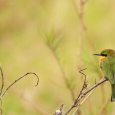 African Green Bee-eater (Merops viridissimus), Lake Manyara NP, Tanzania