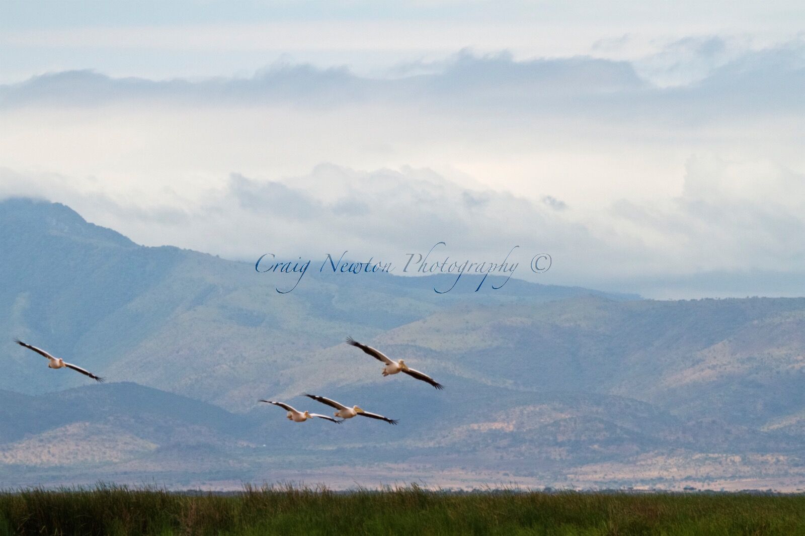 Great White Pelican (Pelecanus onocrotalus), Lake Manyara NP, Tanzania