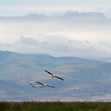 Great White Pelican (Pelecanus onocrotalus), Lake Manyara NP, Tanzania