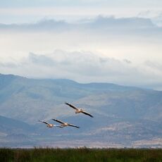 Great White Pelican (Pelecanus onocrotalus), Lake Manyara NP, Tanzania