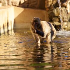 Barbary Macaque (Macaca sylvanus), Upper Rock Nature Reserve, Gibraltar