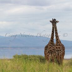 Masai Giraffe (Giraffa camelopardalis tippelskirchi), Lake Manyara NP, Tanzania