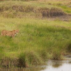 African Lion (Panthera leo nubica), Serengeti NP, Tanzania