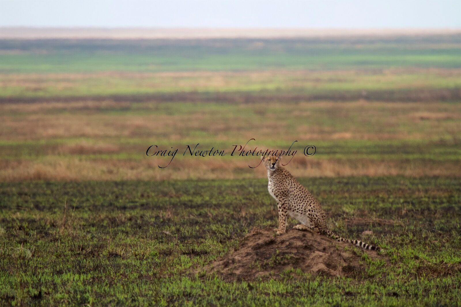 East African Cheetah (Acinonyx jubatus raineyii), Serengeti NP, Tanzania