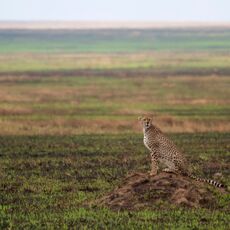 East African Cheetah (Acinonyx jubatus raineyii), Serengeti NP, Tanzania