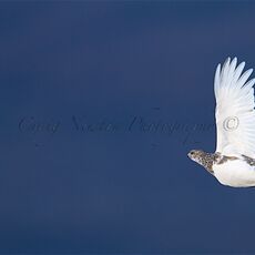 Rock Ptarmigan (Lagopus muta), Cairn Gorm Mountain Cairngorms NP, Scotland