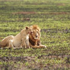 African Lions (Panthera leo nubica), Serengeti NP, Tanzania