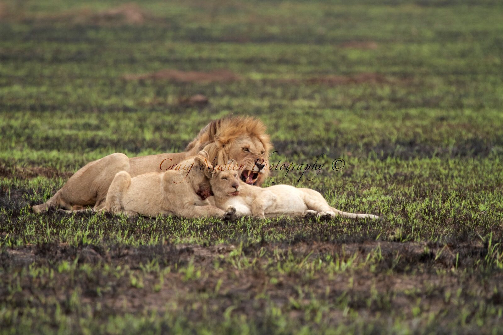 African Lion (Panthera leo nubica), Serengeti NP, Tanzania