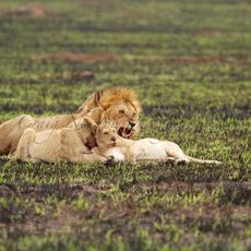 African Lions (Panthera leo nubica), Serengeti NP, Tanzania
