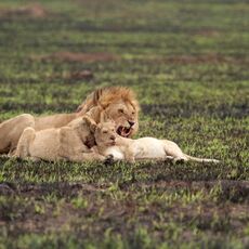 African Lion (Panthera leo nubica), Serengeti NP, Tanzania