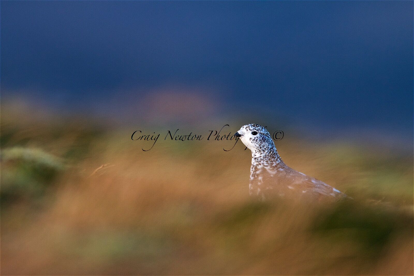 Rock Ptarmigan (Lagopus muta), Cairn Gorm Mountain Cairngorms NP, Scotland