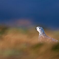 Rock Ptarmigan (Lagopus muta), Cairn Gorm Mountain Cairngorms NP, Scotland