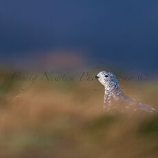 Rock Ptarmigan (Lagopus muta), Cairn Gorm Mountain Cairngorms NP, Scotland