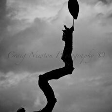 Black-headed Heron (Ardea melanocephala), Serengeti NP, Tanzania