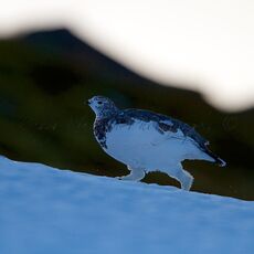 Rock Ptarmigan (Lagopus muta), Cairn Gorm Mountain, Cairngorms NP, Scotland