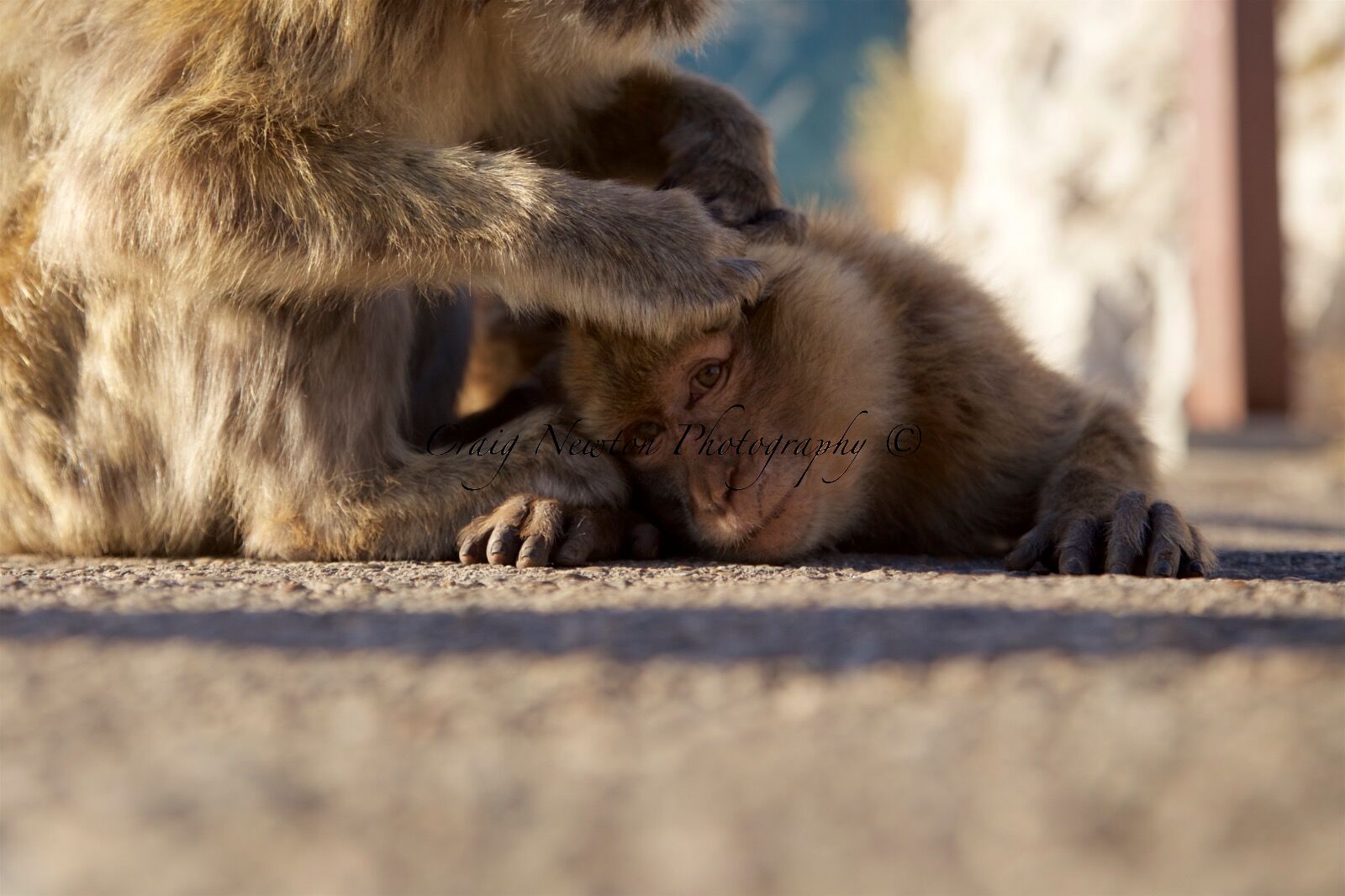 Barbary Macaque (Macaca sylvanus), Upper Rock Nature Reserve, Gibraltar