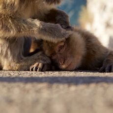 Barbary Macaque (Macaca sylvanus), Upper Rock Nature Reserve, Gibraltar