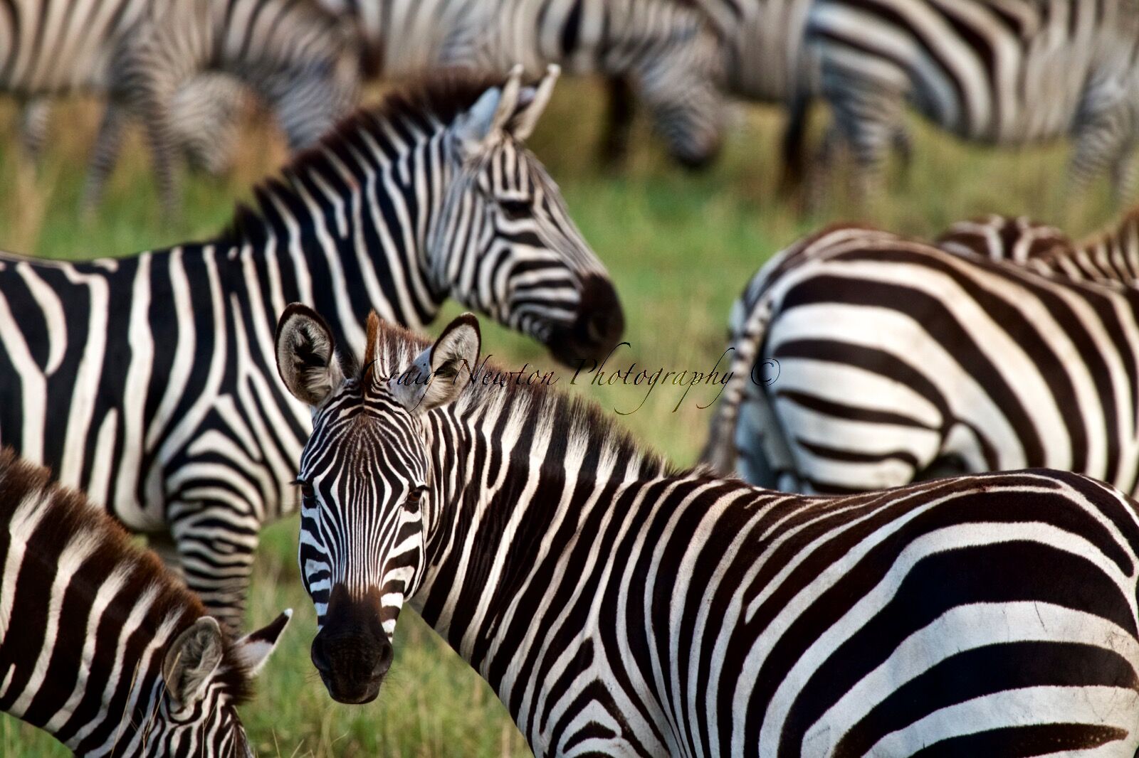 Burchell's Zebra (Equus quagga burchellii), Serengeti NP, Tanzania