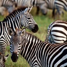 Burchell's Zebra (Equus quagga burchellii), Serengeti NP, Tanzania