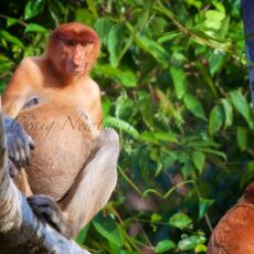 Proboscis Monkey (Nasalis larva's), Kinabatangan Wildlife Sanctuary, Sabah, Malaysia