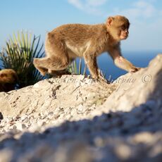 Barbary Macaque (Macaca sylvanus), Upper Rock Nature Reserve, Gibraltar