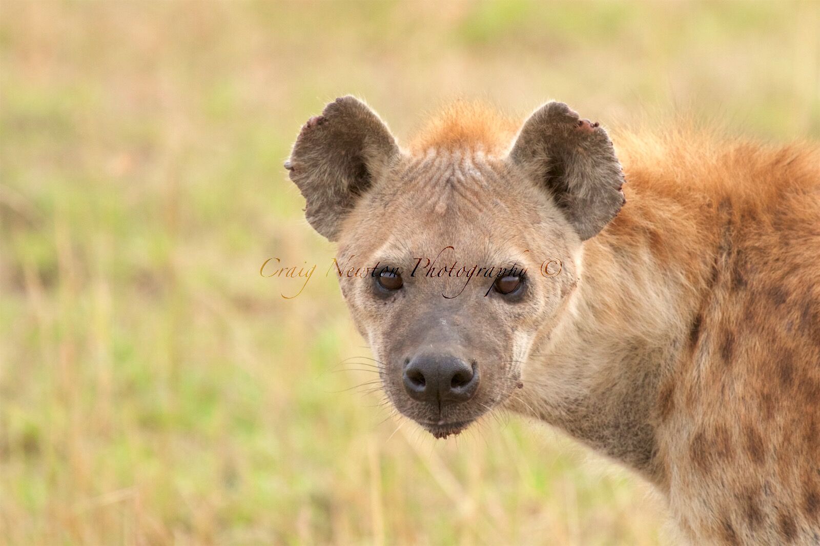 Spotted hyena (Crocuta crocuta), Serengeti NP, Tanzania