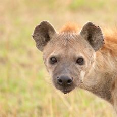 Spotted hyena (Crocuta crocuta), Serengeti NP, Tanzania