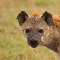 Spotted hyena (Crocuta crocuta), Serengeti NP, Tanzania