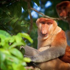 Proboscis Monkey (Nasalis larva's), Kinabatangan Wildlife Sanctuary, Sabah, Malaysia