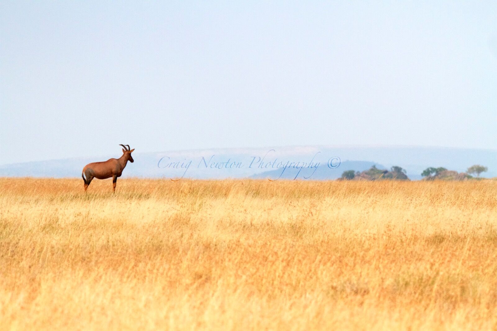 Topi (Damaliscus korrigum), Serengeti NP, Tanzania
