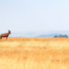 Topi (Damaliscus korrigum), Serengeti NP, Tanzania