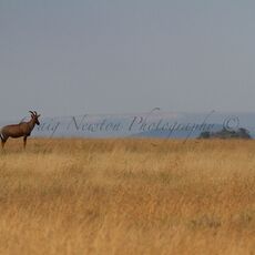Topi (Damaliscus korrigum), Serengeti NP, Tanzania