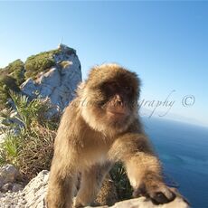 Barbary Macaque (Macaca sylvanus), Upper Rock Nature Reserve, Gibraltar