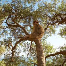 Barbary Macaque (Macaca sylvanus), Upper Rock Nature Reserve, Gibraltar