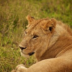 African Lion (Panthera leo nubica), Serengeti NP, Tanzania