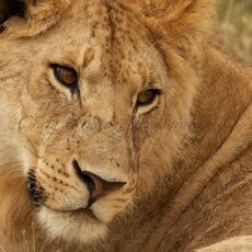 African Lion (Panthera leo nubica), Serengeti NP, Tanzania